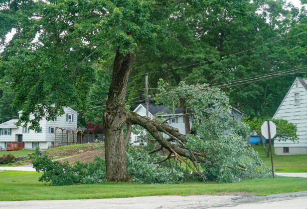 How Our Tree Care Process Works  in  Moonachie, NJ